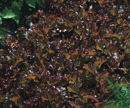 Picture of Lettuce Red Salad Bowl